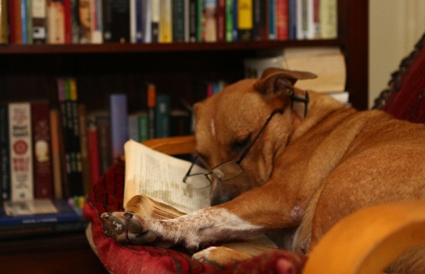 Good dog with good book